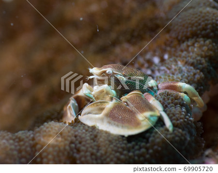 underwater, sea, ocean 69905720