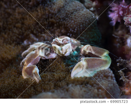 underwater, diving, sea 69905723