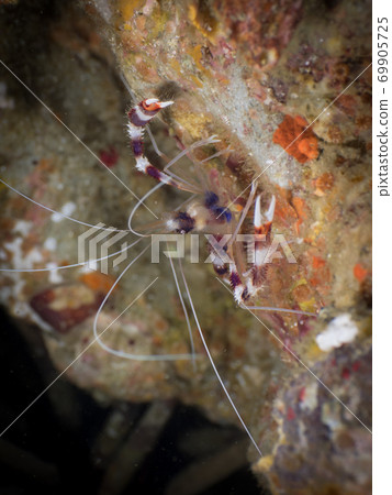 underwater, sea, ocean 69905725