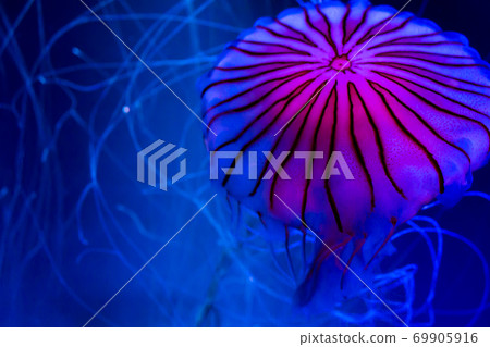 水族館Akakurage 水族館Akakurage 69905916