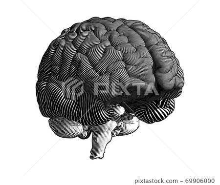 Engraving brain illustration isolated on white BG - Stock Illustration ...