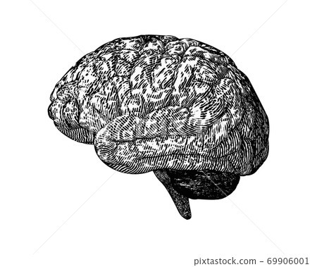 Engraving brain illustration isolated on white BG - Stock Illustration ...