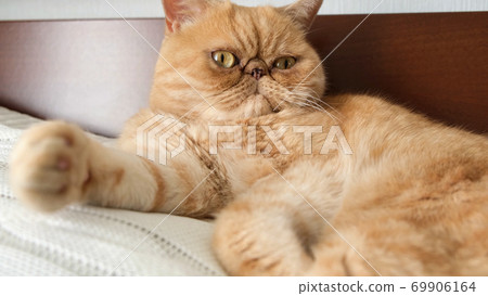 Funny exotic shorthair cat with bossy face expression Funny exotic shorthair cat with bossy face expression 69906164