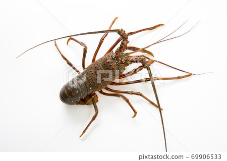 Shrimp Ise Shrimp Ise 69906533