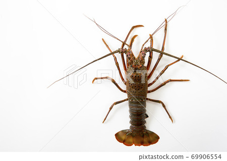 Shrimp Ise Shrimp Ise 69906554