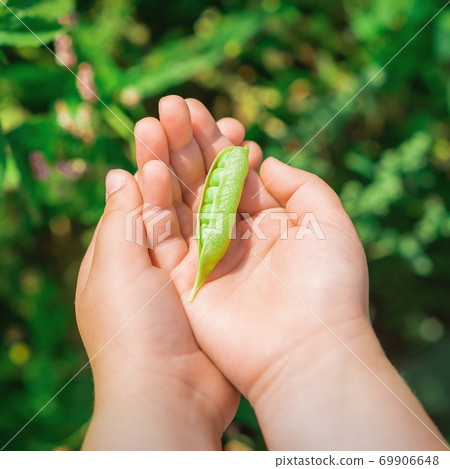 Fresh pods of green peas in hands of child. 69906648