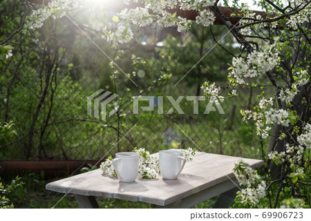Two beautiful porcelain coffee cups with white cherry flowers on wooden table in spring garden in setting sun light. 69906723