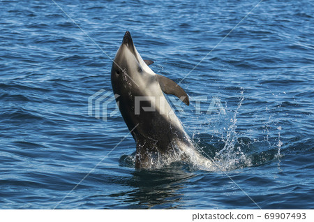Dusky dolphin.Patagonia Argentina 69907493
