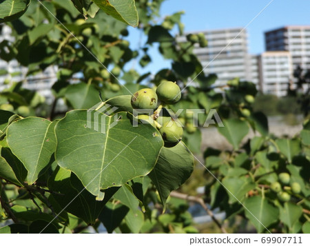 Ripe peanut fruit 69907711