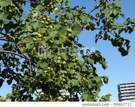 成熟的花生果 69907712