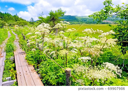 Wild celery (Yashima Marsh) that blooms vigorously in the summer marsh Wild celery (Yashima Marsh) that blooms vigorously in the summer marsh 69907986