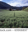Buckwheat field in early autumn 69908897
