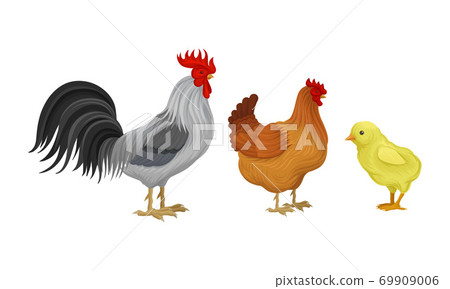 Feathered Cockerel and Hen with Chicken as Farm Bird Walking in Yard Vector Illustration Set Feathered Cockerel and Hen with Chicken as Farm Bird Walking in Yard Vector Illustration Set 69909006