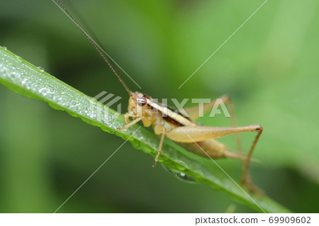 Morning dew and euscyrtus japonicus (male) Morning dew and euscyrtus japonicus (male) 69909602