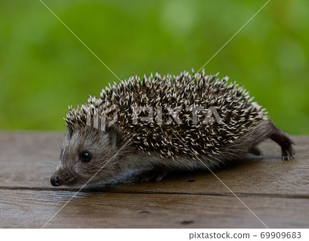 Baby hedgehog walking on wooden table, closeup 69909683