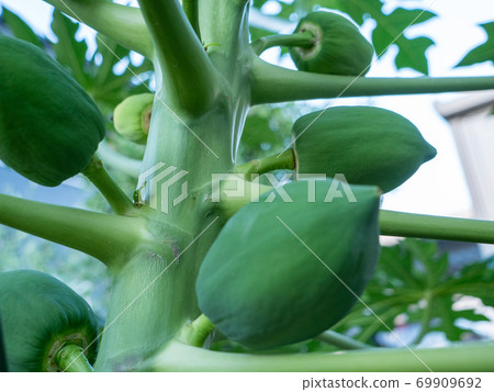 Home grown papaya fruit in the middle of growth Home grown papaya fruit in the middle of growth 69909692
