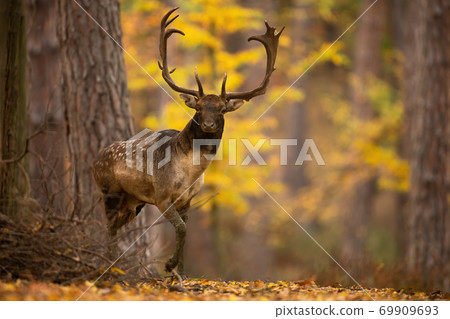 Majestic fallow deer stag coming out from behind the tree in autumn. Majestic fallow deer stag coming out from behind the tree in autumn. 69909693