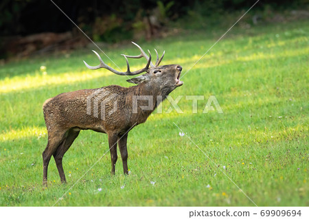 Proud red deer stag roaring on meadow in rutting season. Proud red deer stag roaring on meadow in rutting season. 69909694