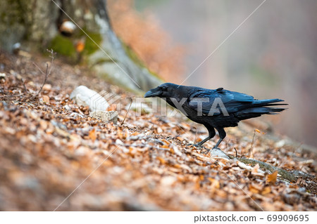 Dark common raven standing in leafs in autumn nature. Dark common raven standing in leafs in autumn nature. 69909695