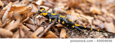 Little fire salamander crawling on leafs in autumn. Little fire salamander crawling on leafs in autumn. 69909696
