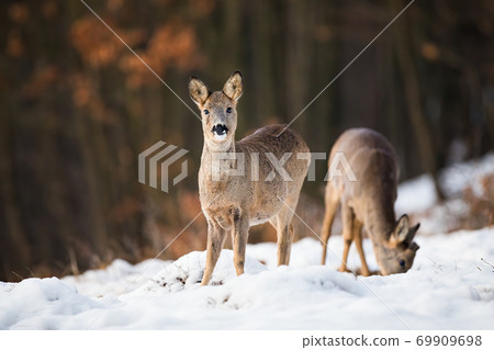 Two roe deer feeding on meadow in wintertime nature. 69909698