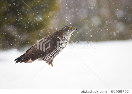 Northern goshawk sitting on snow in wintertime nature. Northern goshawk sitting on snow in wintertime nature. 69909702