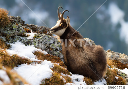 Tatra chamois lying on mountains in winter time. 69909716