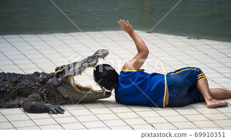 man showed head stuffed to crocodile's mouth man showed head stuffed to crocodile's mouth 69910351