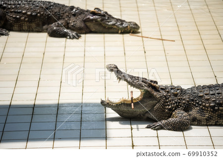 alligator or crocodile show in zoo alligator or crocodile show in zoo 69910352