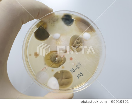 環境監測微生物培養結果 69910591