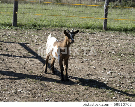 Just born white and brown goat goatling nannie Just born white and brown goat goatling nannie 69910702