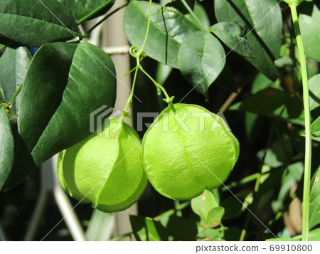 Balloon vine fruit like a paper balloon Balloon vine fruit like a paper balloon 69910800