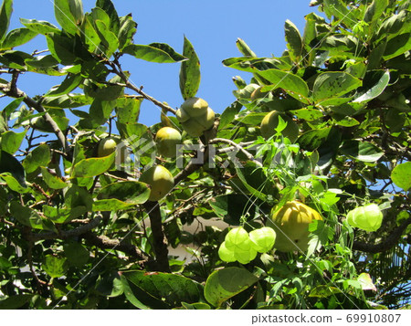 Balloon Vine And Persimmon Like Paper Balloons Stock Photo