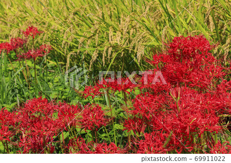 Asuka rice terraces, cluster amaryllis 69911022
