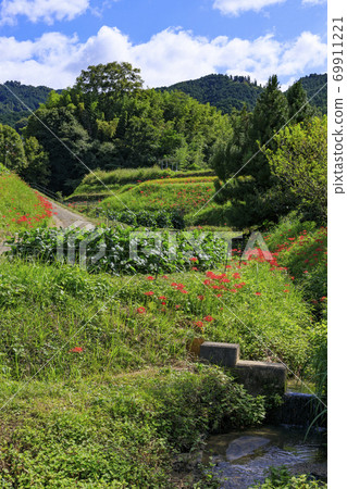 彥根花的明日香村盛開 69911221
