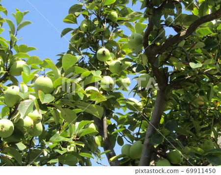 Karin fruit that ripens soon 69911450