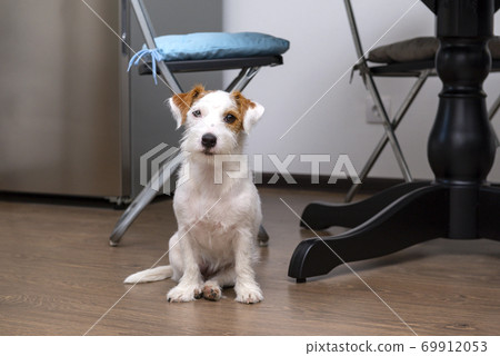 Jack Russell Terrier sits on the kitchen floor, Jack Russell Terrier sits on the kitchen floor, 69912053