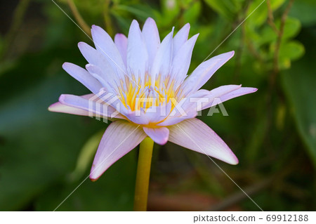 Close up lotus flower blue and purple color is so beautiful Close up lotus flower blue and purple color is so beautiful 69912188