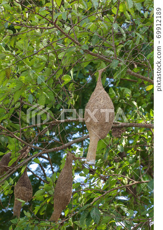 The small bird in front of nest bird on tree in nature at thailand 69912189
