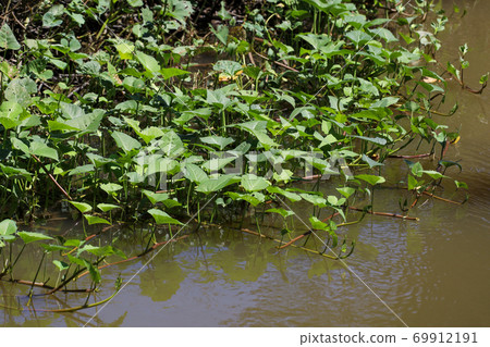 The vegetable is morning glory on nature river at thailand The vegetable is morning glory on nature river at thailand 69912191