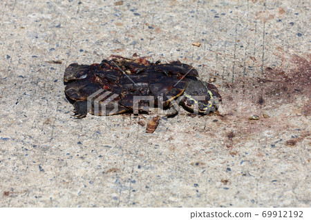 The Car crush the turtle is dead on the cement road in country at thailand The Car crush the turtle is dead on the cement road in country at thailand 69912192