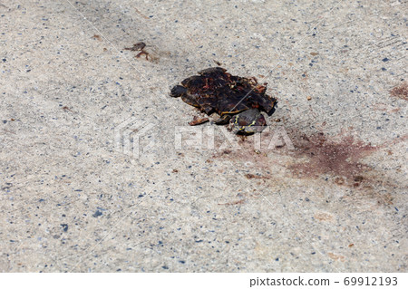 The Car crush the turtle is dead on the cement road in country at thailand The Car crush the turtle is dead on the cement road in country at thailand 69912193