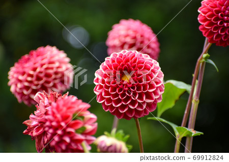 達利婭花（Dalia）花朵圓潤，像個鮮紅色的球 69912824