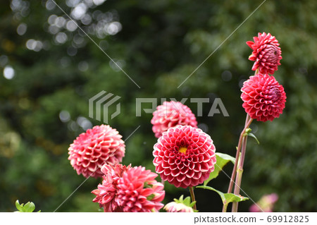 達利婭花（Dalia）花朵圓潤，像個鮮紅色的球 69912825