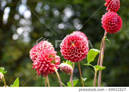 達利婭花（Dalia）花朵圓潤，像個鮮紅色的球 69912827