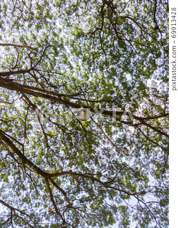 Modern electrical lamp is hanging on the branch. 69913428