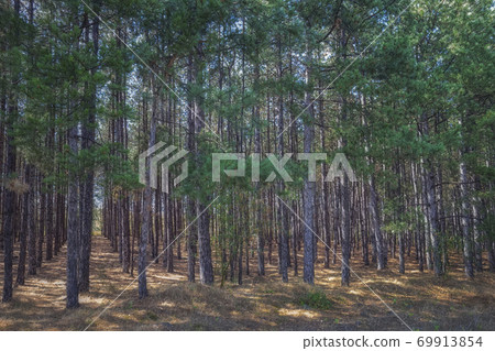 Rows of forest pine trees. Rows of forest pine trees. 69913854