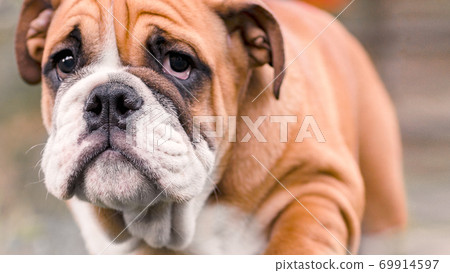 Sad  puppy of breed english red-white bulldog,   69914597