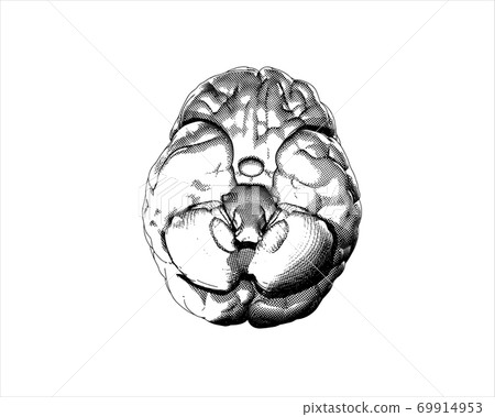 Vector brain illustration bottom view on white BG 69914953