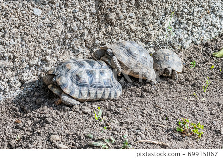 Turtle Testudo Marginata european landturtle family three turtles different size baby parents lined up closeup wildlife Turtle Testudo Marginata european landturtle family three turtles different size baby parents lined up closeup wildlife 69915067
